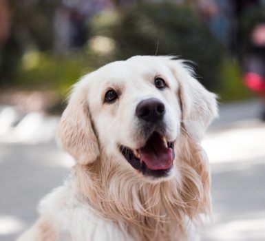 Adult Golden Retriever