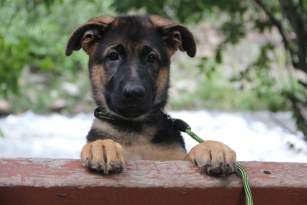 How To Train An Adorable German Shepherd Puppy   German Sephard Husky Mix 1024x683 