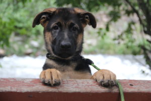 How to train an adorable German Shepherd Puppy
