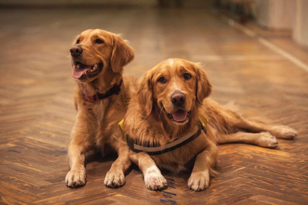 golden 1 Adult Golden Retriever and Puppies - 5 Important food FAQs