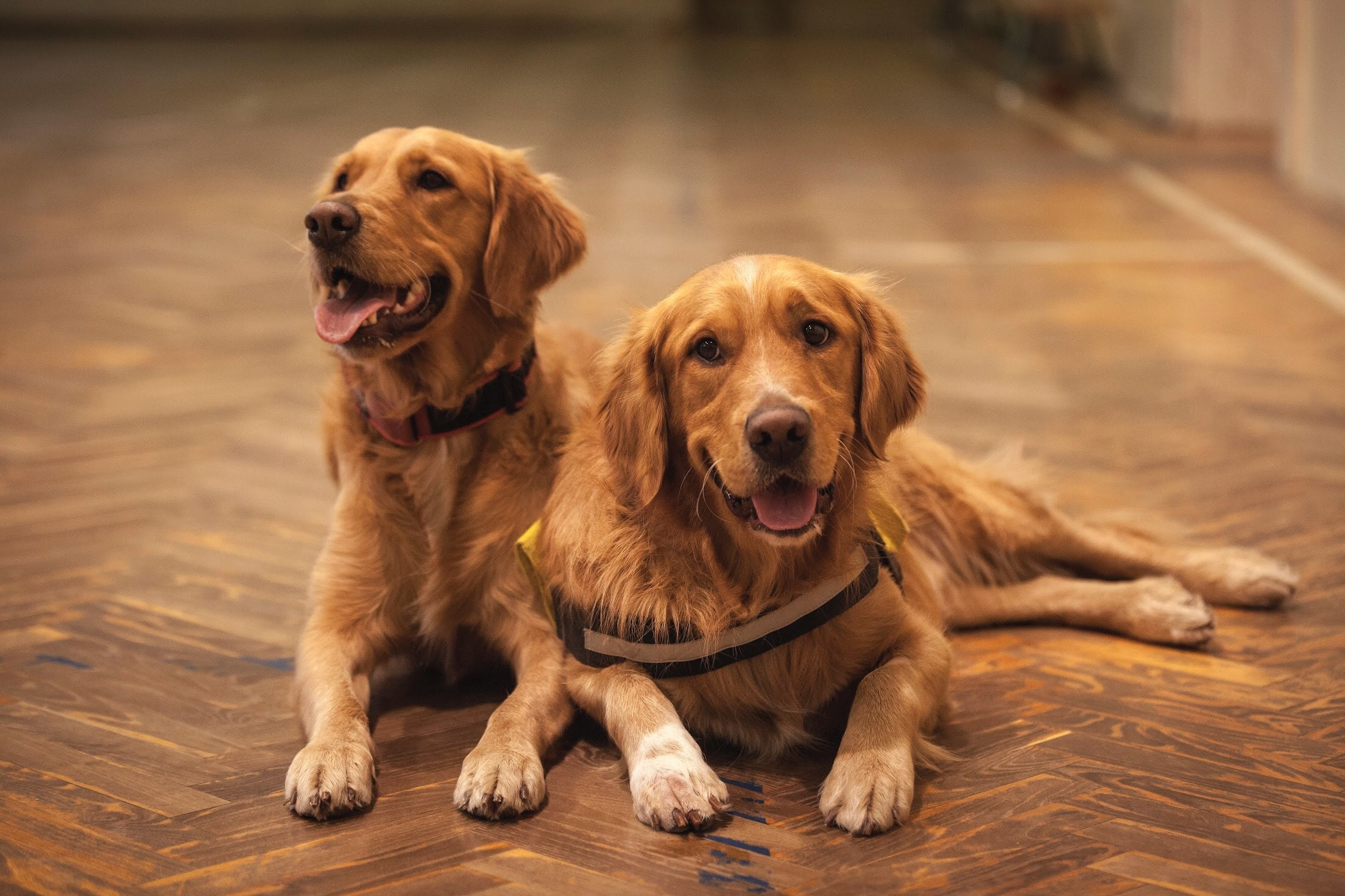 Adult Golden Retriever and Puppies - 5 Important food FAQs