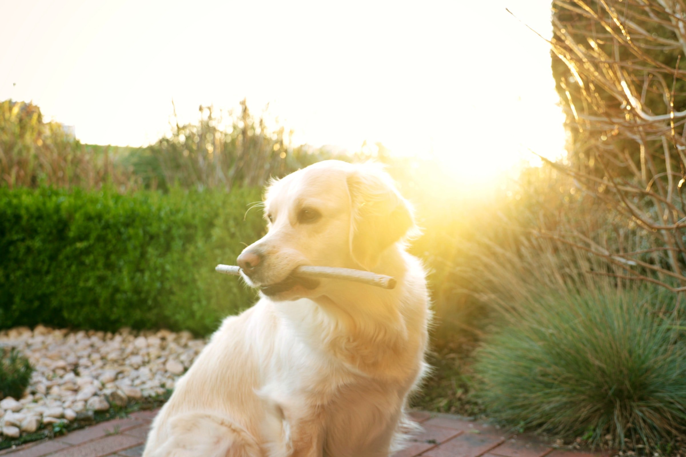 Adult Golden Retriever and Puppies - 5 Important food FAQs