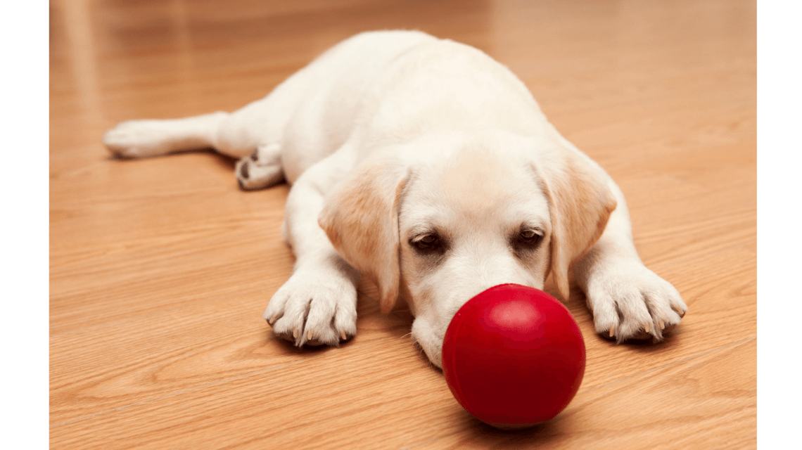 Can puppies drink evaporated milk