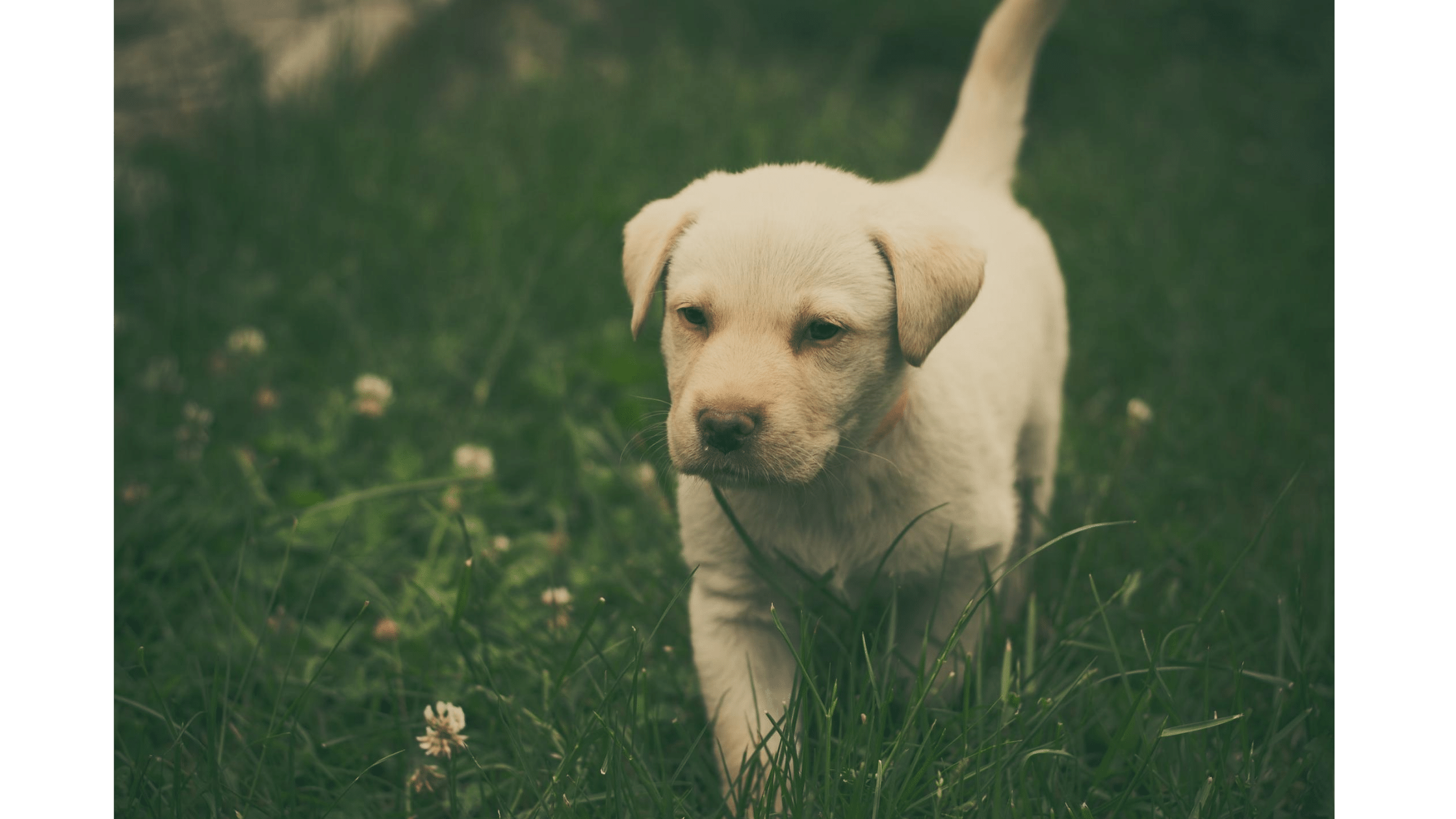 Labrador Puppy