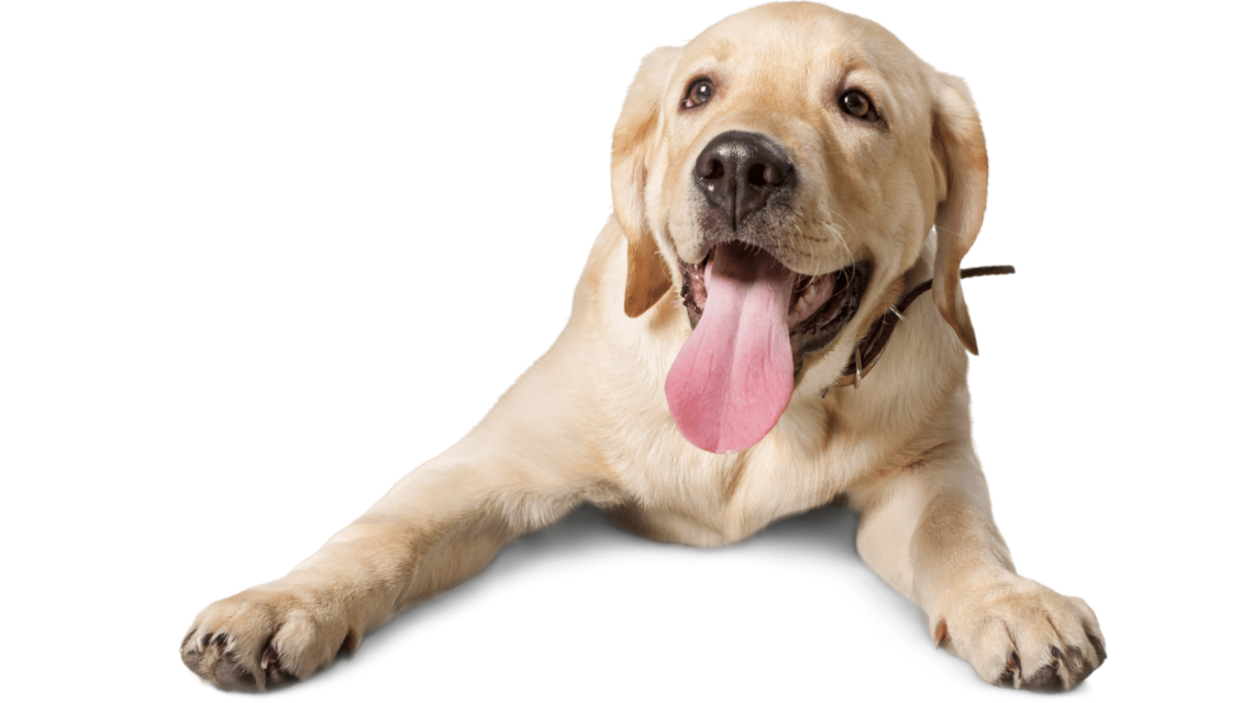 How to Train your Labrador Puppy Easily at your Home