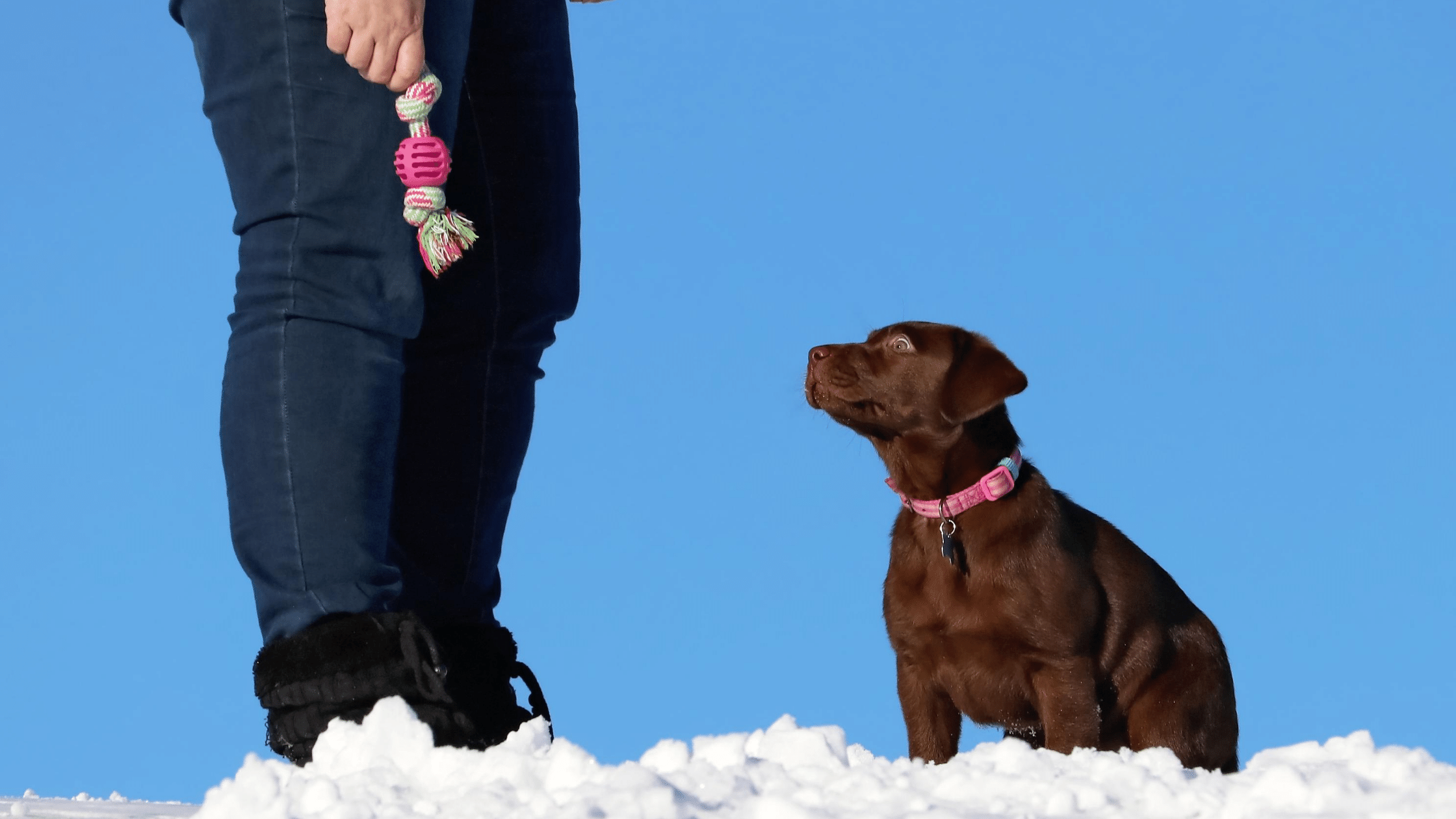 Labrador Puppy