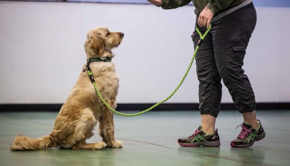 Dog Training method