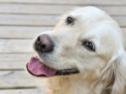 How to make a Golden Retriever Smile smiling dog
