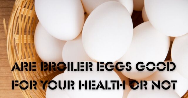 Are Broiler Eggs good for your health or not?