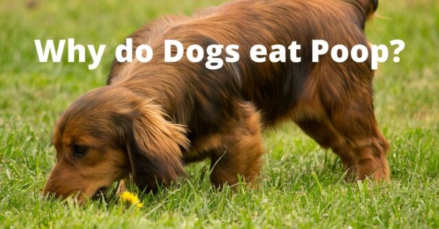 Why Do Dogs Eat Poop? What to do?