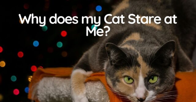 Why does Your Cat Stare at You? 5 Insane Reasons