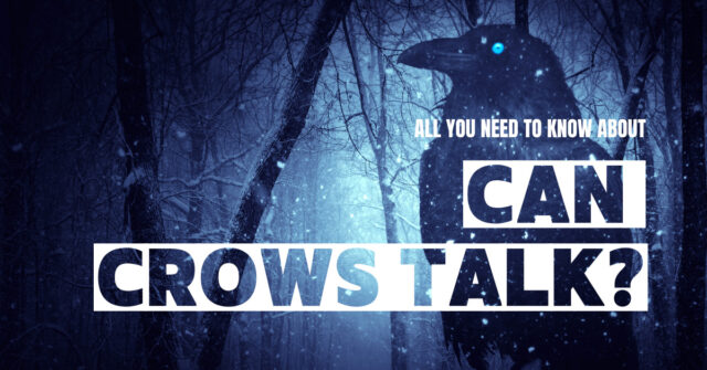 can crows talk